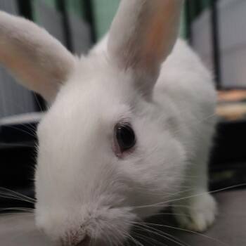 Poot -  American Rabbit for Adoption in The Woodlands, Texas - Poot | PetCurious