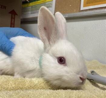 A884669 -  Bunny Rabbit Rabbit for Adoption in Camarillo, California - A884669 | PetCurious