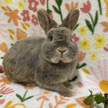 Netherland Dwarf Rabbits Available for Adoption in Livermore, California - Teasel | PetCurious