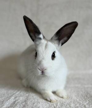 Reginald -  Rex Rabbit for Adoption in Salinas, California - Reginald | PetCurious