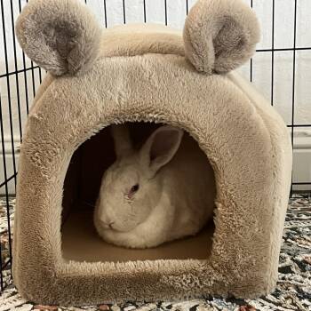 Californian Rabbits Available for Adoption - Flower | PetCurious