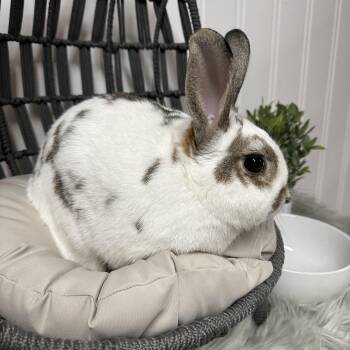 Rescue English Spot Rabbits for Adoption in Columbia, South Carolina - Milo | PetCurious