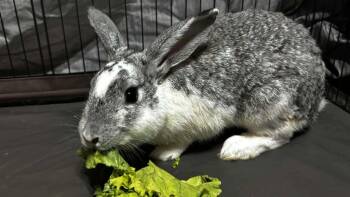 Rescue Bunny Rabbit Rabbits for Adoption in Washington Mills, New York - Goose | PetCurious