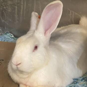 Lancelot -  New Zealand Rabbit for Adoption in Winston-salem, North Carolina - Lancelot | PetCurious
