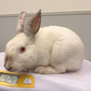 Hopper -  American Rabbit for Adoption in Tampa, Florida - Hopper | PetCurious