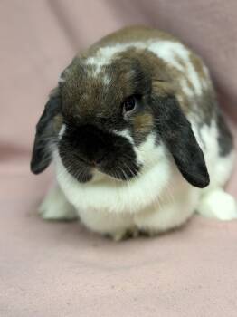 Mini Lop Rabbits Available for Adoption in Edinburg, Pennsylvania - Alexandra: Video!! | PetCurious