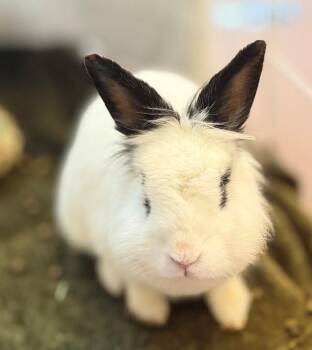 Ines -  Dwarf Eared Rabbit for Adoption in Hamilton, Ontario - Ines | PetCurious