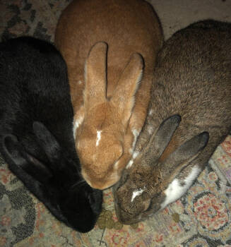 Rescue Bunny Rabbit Rabbits for Adoption in Naples, Florida - Bunz, Bertrum & Munchie | PetCurious