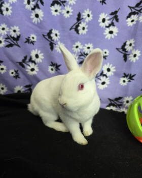 Rescue Netherland Dwarf Rabbits for Adoption in Philadelphia, Pennsylvania - Fig | PetCurious