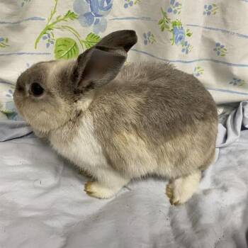Rescue Bunny Rabbit Rabbits for Adoption in Modesto, California - A603540 | PetCurious
