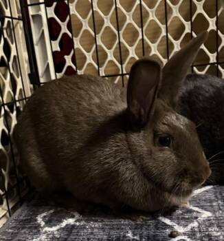 English Spot and Bunny Rabbit Rabbits Available for Adoption - Merry | PetCurious