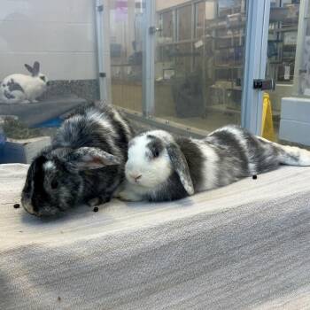 Doc Mcstuffington -  Bunny Rabbit Rabbit Available for Adoption in Fairport, New York - Doc Mcstuffington | PetCurious