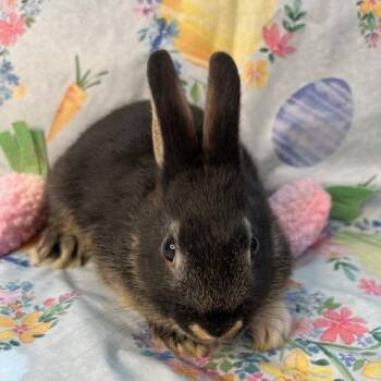 American Rabbits Available for Adoption in Brea, California - Glitter | PetCurious