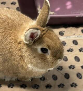Mini Rex Rabbits Available for Adoption - Butters | PetCurious