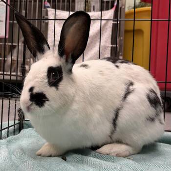 Clue -  English Spot and American Rabbit for Adoption in Oakland, California - Clue | PetCurious