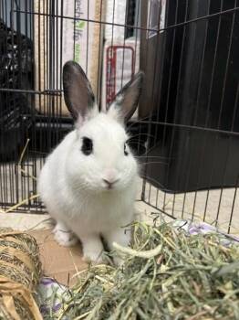 Dwarf and Mini Rex Rabbits Available for Adoption in Erin, Ontario - Raichu (Rye-Chew) | PetCurious