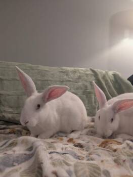 Brianne and Sansa -  New Zealand Rabbit for Adoption in Saint Charles, Missouri - Brianne And Sansa | PetCurious