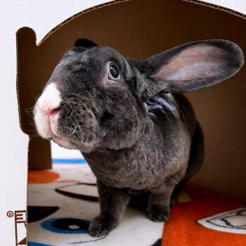 Sweet Potato -  Rex Rabbit for Adoption in Kanab, Utah - Sweet Potato | PetCurious