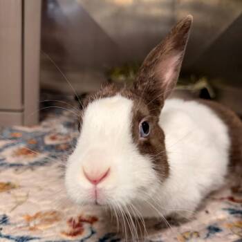 Uno -  Dutch Rabbit for Adoption in Winston-salem, North Carolina - Uno | PetCurious