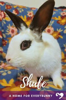 Shale -  English Spot Rabbit for Adoption in Ankeny, Iowa - Shale | PetCurious