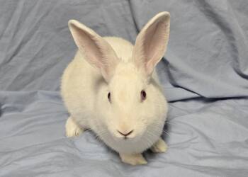 Snowdrop -  Florida White Rabbit for Adoption in Westford, Massachusetts - Snowdrop | PetCurious