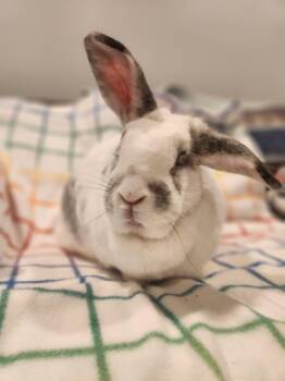 Rescue English Spot Rabbits for Adoption in Seymour, Connecticut - Heather | PetCurious