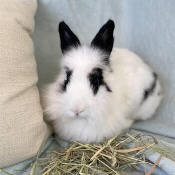 Bunny Rabbit Rabbits Available for Adoption in Camarillo, California - EVELYN | PetCurious