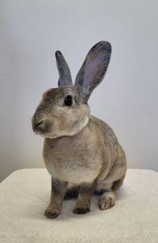 Crocus -  Rex Rabbit for Adoption in Delson, Quebec - Crocus | PetCurious