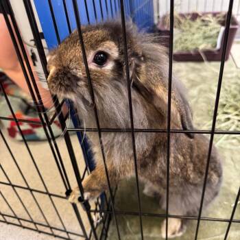 Grayson -  Bunny Rabbit Rabbit for Adoption in Murray, Utah - Grayson | PetCurious