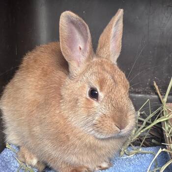 Rex Rabbits Available for Adoption in Melbourne, Kentucky - Ramp | PetCurious