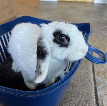 Mini Lop and Hotot Rabbits Available for Adoption - Delia | PetCurious