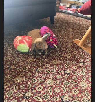 Lily -  Mini Lop Rabbit for Adoption in Plumsted, New Jersey - Lily | PetCurious
