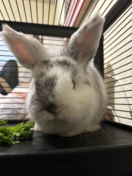 Dwarf Rabbits Available for Adoption in San Antonio, Texas - Atom | PetCurious