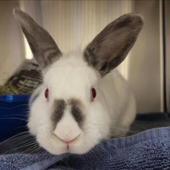 Lionhead and Himalayan Rabbits Available for Adoption in Napa, California - Little Debbie | PetCurious