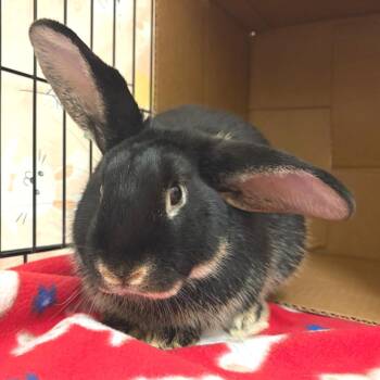 Bosley -  Holland Lop Rabbit for Adoption in Oshkosh, Wisconsin - Bosley | PetCurious