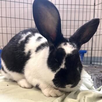Flemish Giant Rabbits Available for Adoption in Brockton, Massachusetts - Pip | PetCurious