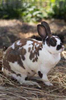 Rex Rabbits Available for Adoption in Bishopville, South Carolina - Miles | PetCurious