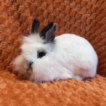 Morticia -  Lionhead Rabbit for Adoption in Oak Park, Illinois - Morticia | PetCurious