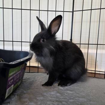 Rescue American Rabbits for Adoption in Hilliard, Florida - Rolo | PetCurious