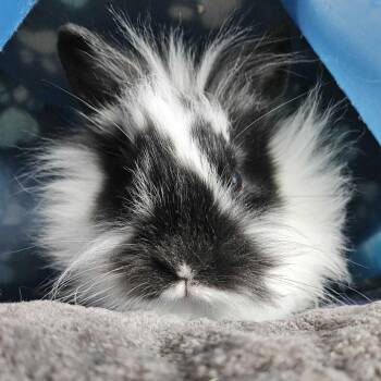 Angora Rabbit and Lionhead Rabbits Available for Adoption in Dover, New Hampshire - Cupcake | PetCurious