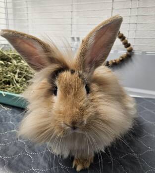 Flemish Giant and Holland Lop Rabbits Available for Adoption - CJ | PetCurious