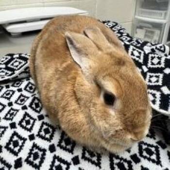 American Rabbits Available for Adoption - Chocolate | PetCurious