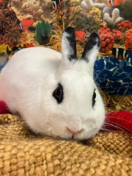 Maggie (Magnolia) -  Hotot Rabbit Available for Adoption in Youngstown, Ohio - Maggie (Magnolia) | PetCurious