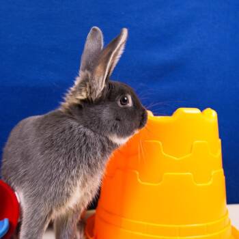 Celtic -  Bunny Rabbit Rabbit for Adoption in Wilmington, Delaware - Celtic | PetCurious