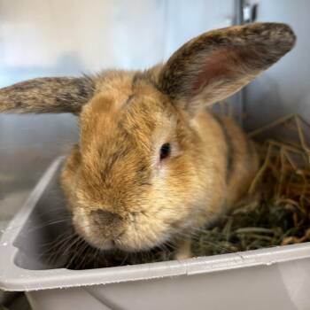 Pompompurin -  American Fuzzy Lop Rabbit for Adoption in Richmond, California - Pompompurin | PetCurious