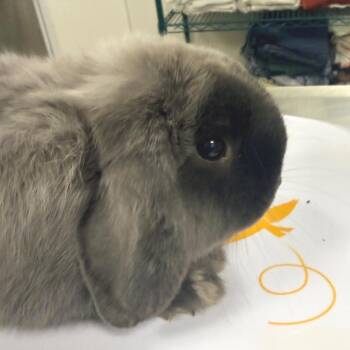 107483 -  American Rabbit for Adoption in Las Cruces, New Mexico - 107483 | PetCurious