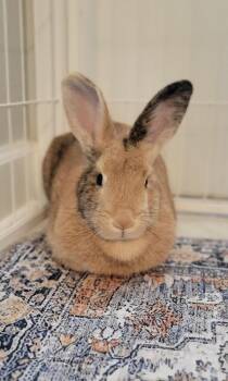 Lily -  Harlequin Rabbit for Adoption in Naples, Florida - Lily | PetCurious