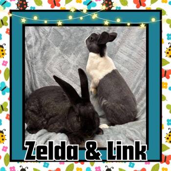 Rescue Bunny Rabbit Rabbits for Adoption in Elizabethtown, Kentucky - Zelda | PetCurious