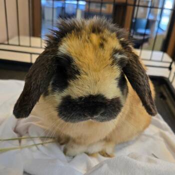 Snickers -  English Lop Rabbit for Adoption in Idaho Falls, Idaho - Snickers | PetCurious