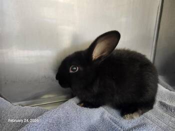 Bunny Rabbit Rabbits Available for Adoption - FREDRICO | PetCurious